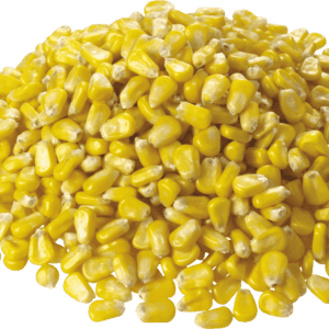 Corn Bulk