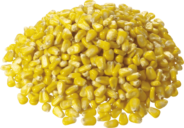 Corn Bulk