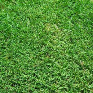 Bermuda Grass Seed Common Raw Unhulled
