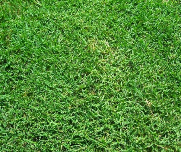 Bermuda Grass Seed Common Raw Unhulled
