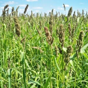 Brown Top Millet Seed