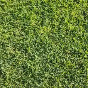 Common Bermuda Grass Seed - Coated & Hulled