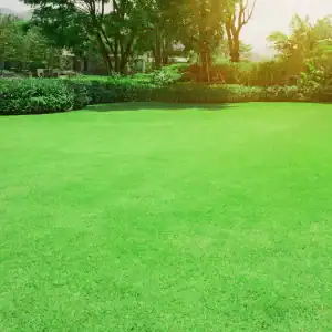 Oasis Turf-Type Bermuda Grass Seed Blend