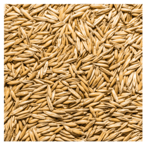 Planting Grade Brooks Oats