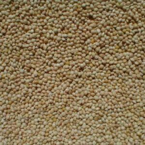 White Proso millet