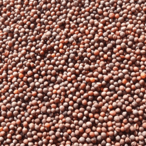 Purple Top Turnip Seed