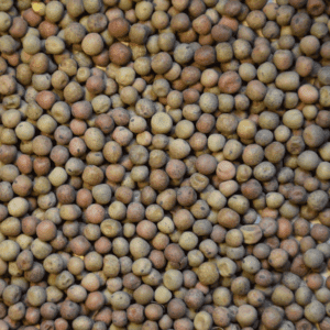 Austrian Winter Peas