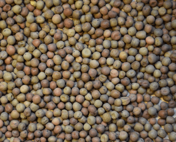 Austrian Winter Peas