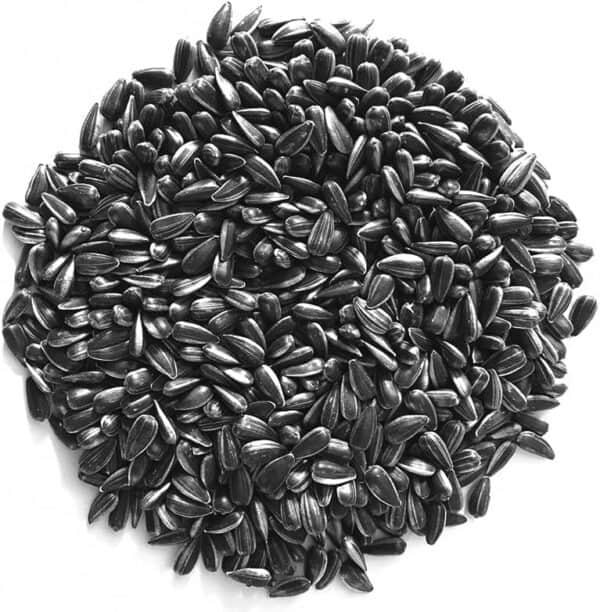 Black Oil Sunflower Seeds
