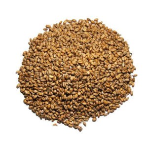 Wheat Feed Grade