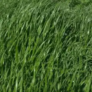 Marshall Ryegrass Seed