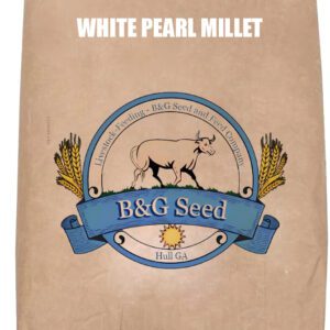 White pearl millet