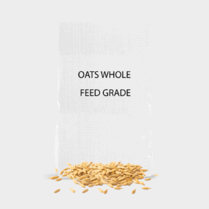 Whole Oats Feed Grade