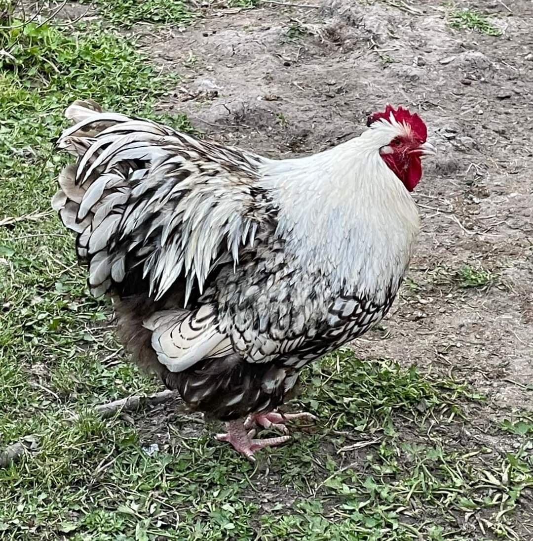 Silver Laced English Orpington Chicken - B&G Seed Company Inc.