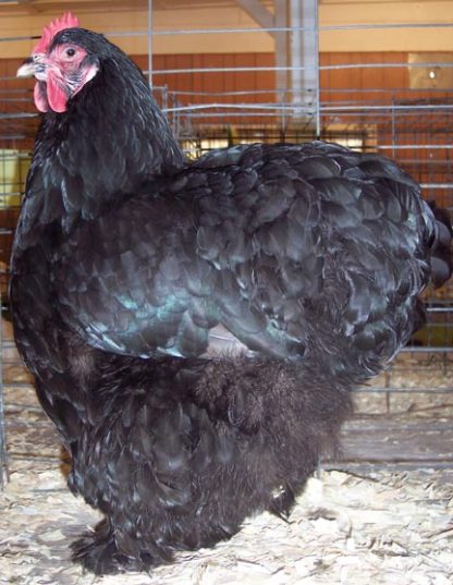 Black Cochin Standard Chicken - B&G Seed Company Inc.