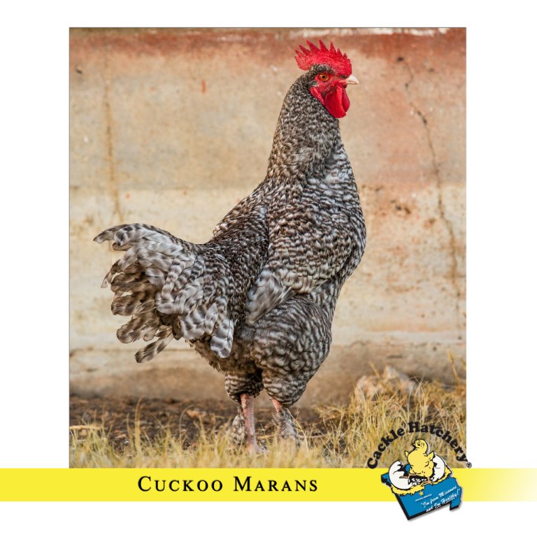 French Cuckoo Marans Chicken - B&g Seed Company Inc.